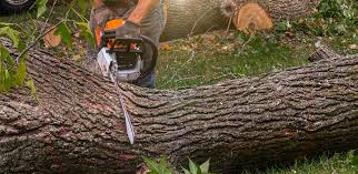 How Our Tree Care Process Works  in  Black Rock, NM